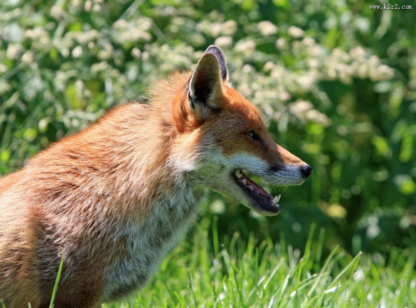 狡猾的赤狐图片
