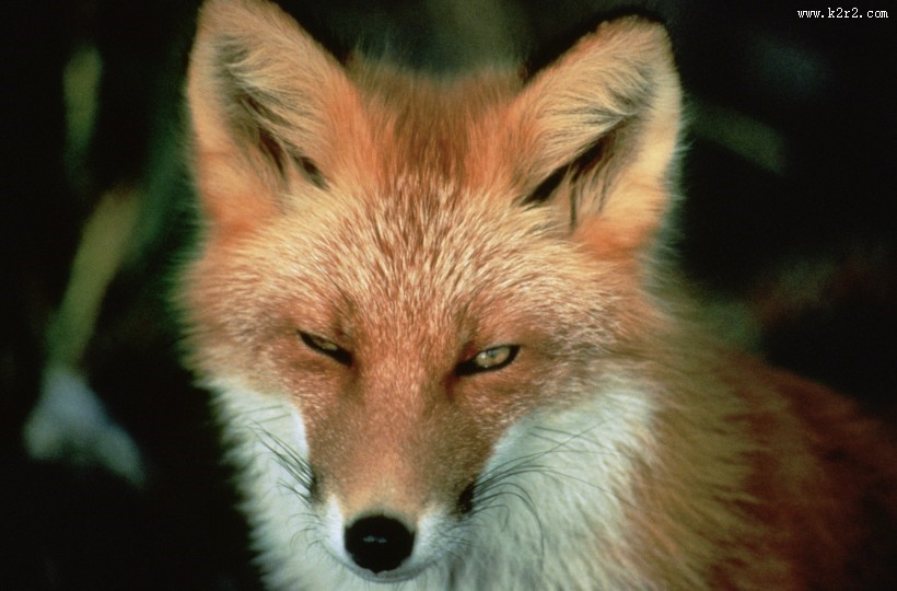 狡猾的赤狐图片