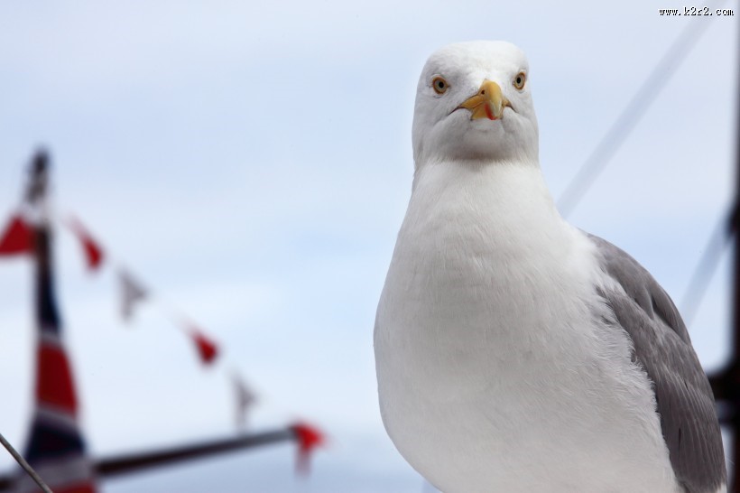 海上航行的“预报员”海鸥图片大全