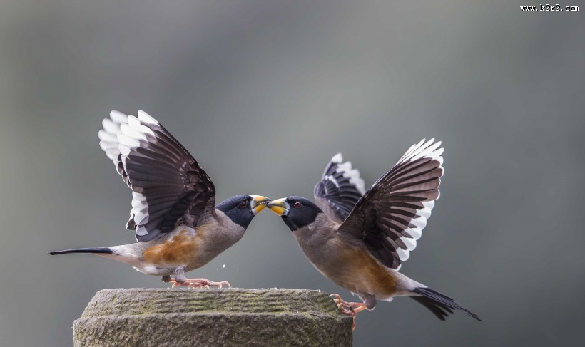 憨态可鞠的黑尾蜡嘴雀图片大全