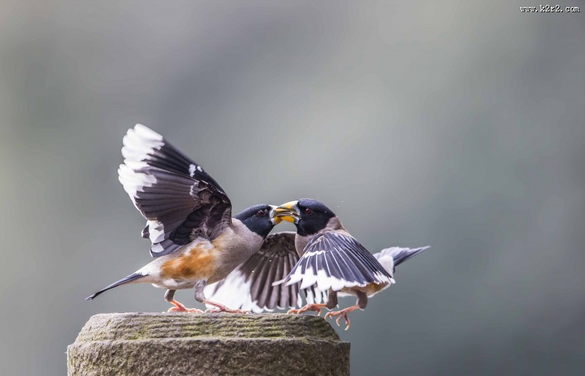憨态可鞠的黑尾蜡嘴雀图片大全