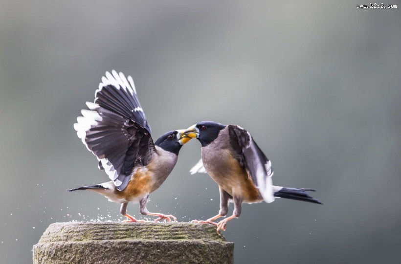 憨态可鞠的黑尾蜡嘴雀图片大全