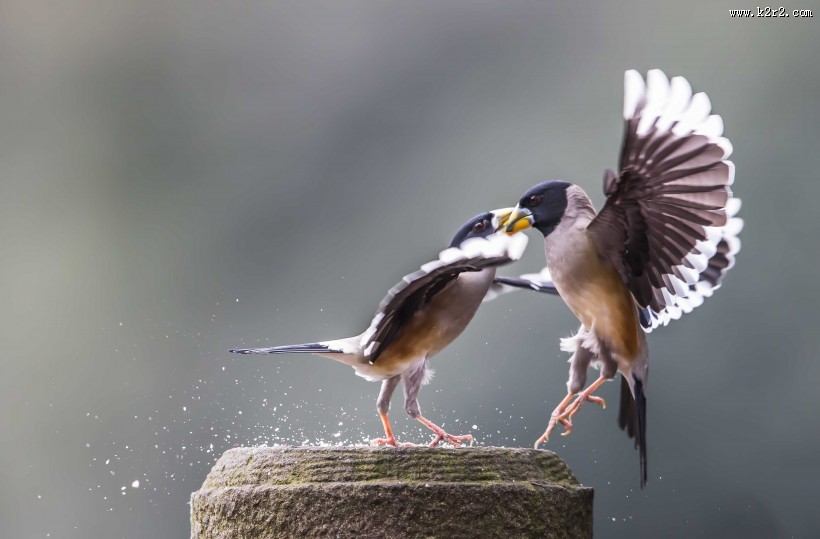 憨态可鞠的黑尾蜡嘴雀图片大全