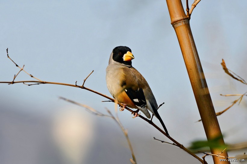 憨态可鞠的黑尾蜡嘴雀图片大全