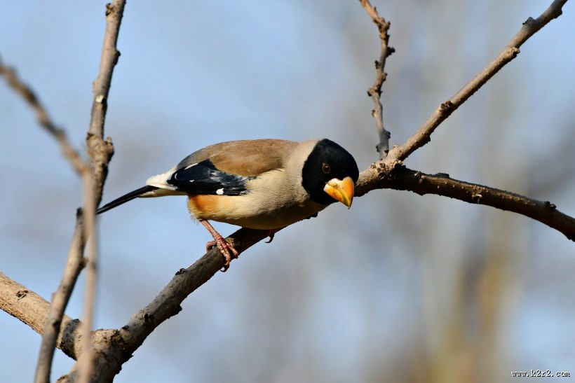 憨态可鞠的黑尾蜡嘴雀图片大全