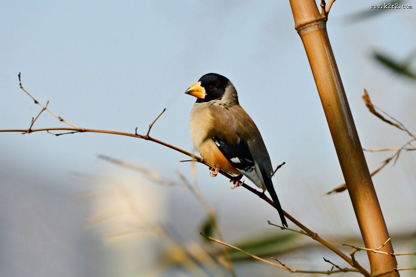 憨态可鞠的黑尾蜡嘴雀图片大全