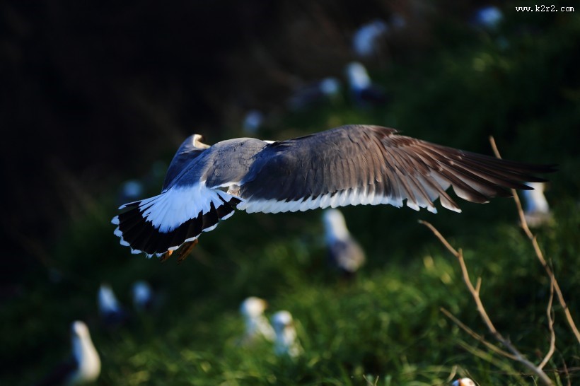 中型水禽之黑尾鸥图片