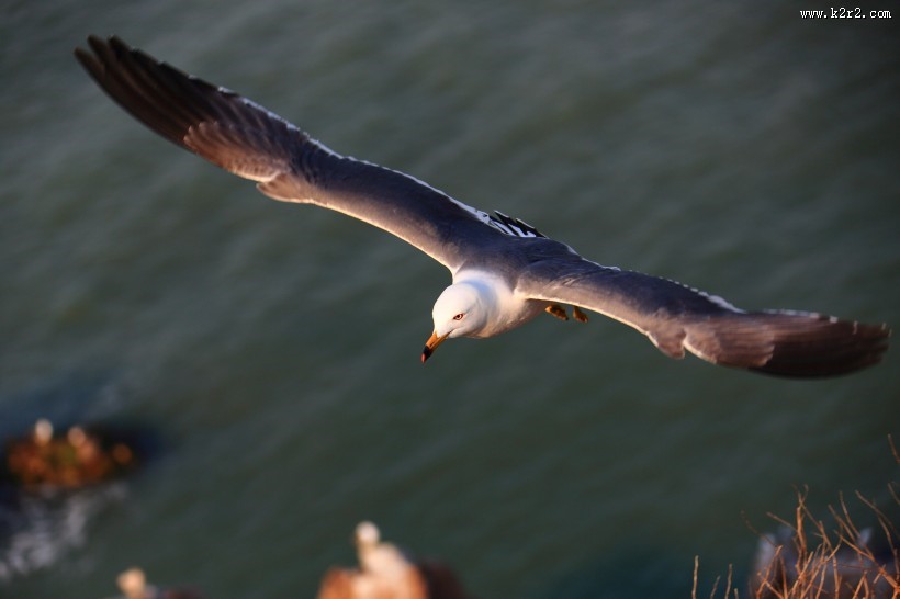 中型水禽之黑尾鸥图片