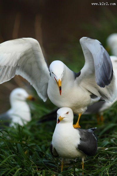 中型水禽之黑尾鸥图片
