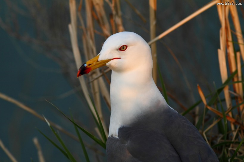 中型水禽之黑尾鸥图片