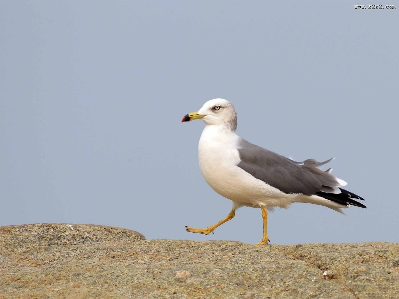 中型水禽之黑尾鸥图片