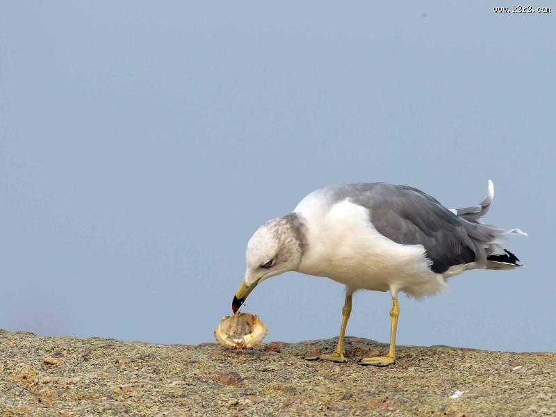 中型水禽之黑尾鸥图片