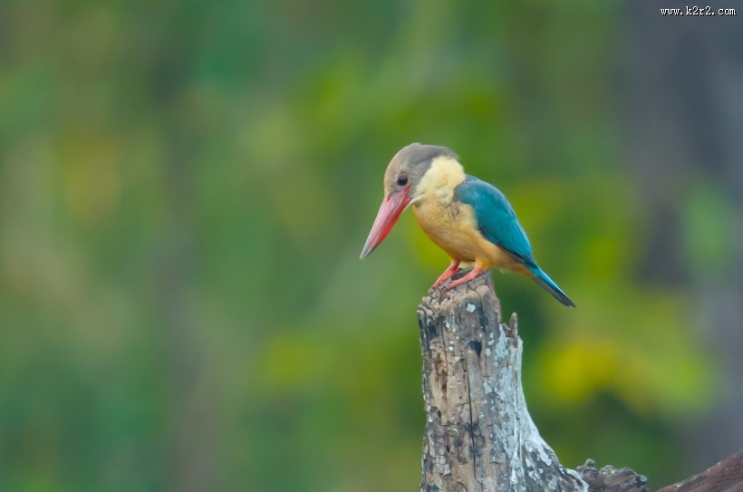 蓝绿色的鹳嘴翡翠图片