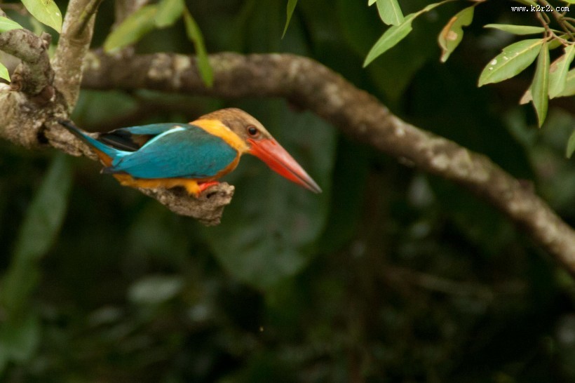 蓝绿色的鹳嘴翡翠图片