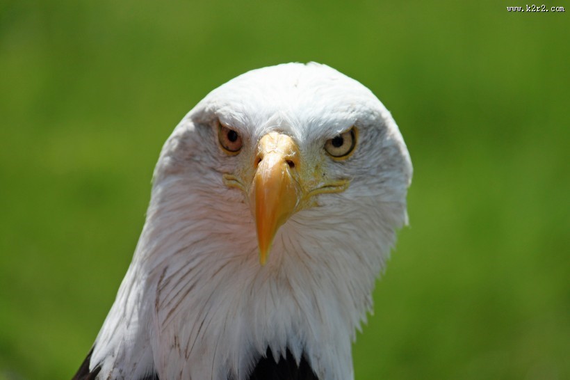 大型猛禽之白头海雕图片大全