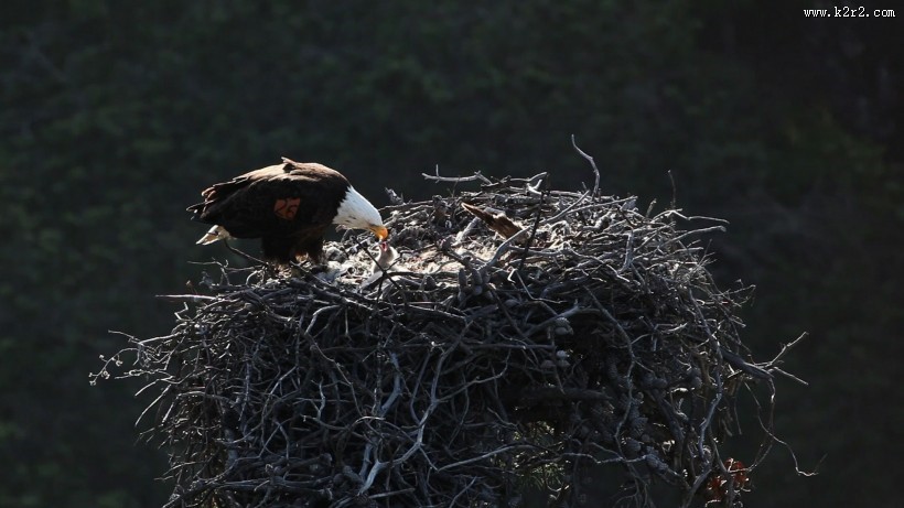 大型猛禽之白头海雕图片大全