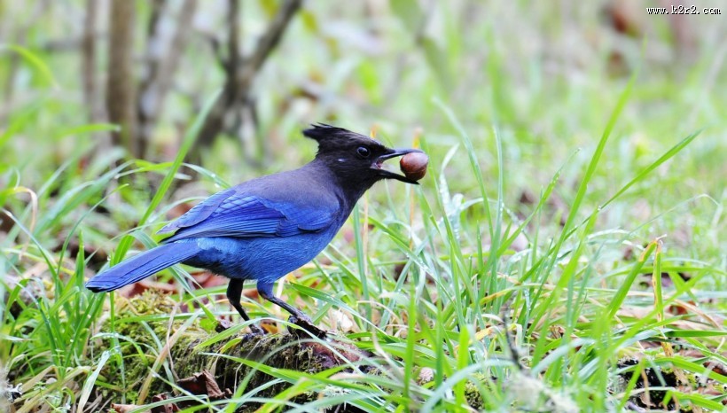顽皮的暗冠蓝鸦图片