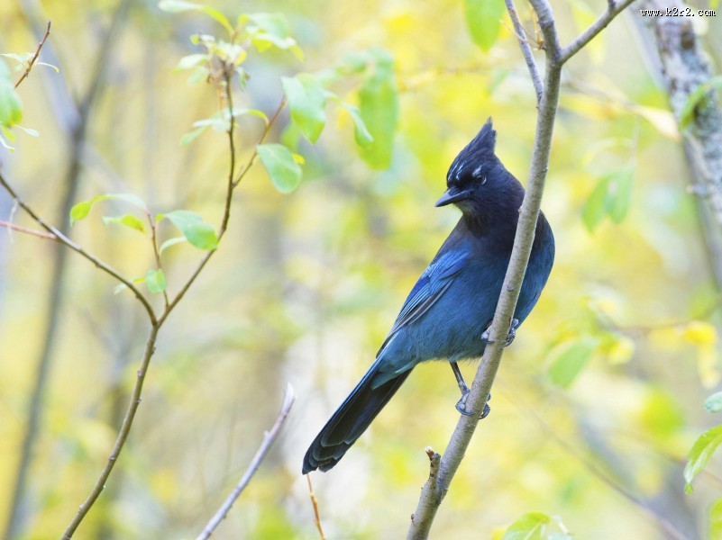 顽皮的暗冠蓝鸦图片