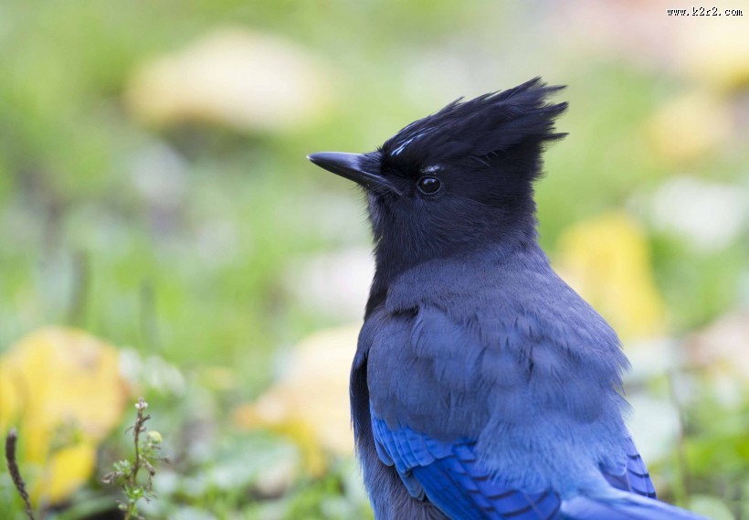 顽皮的暗冠蓝鸦图片