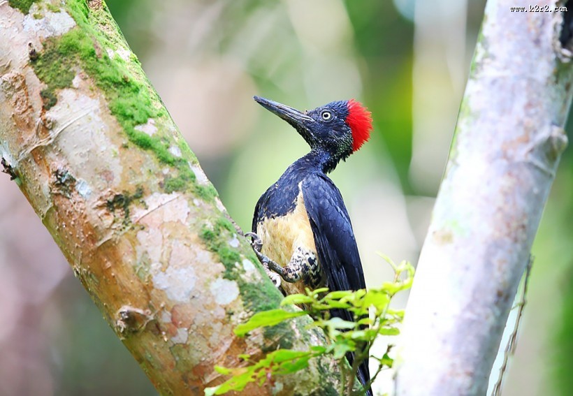 红色羽冠的白腹黑啄木鸟图片
