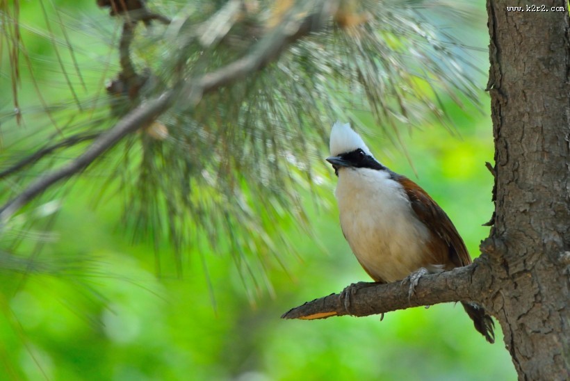 性格活跃的白冠噪鹛图片