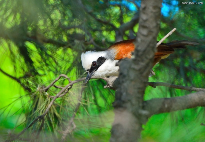 性格活跃的白冠噪鹛图片