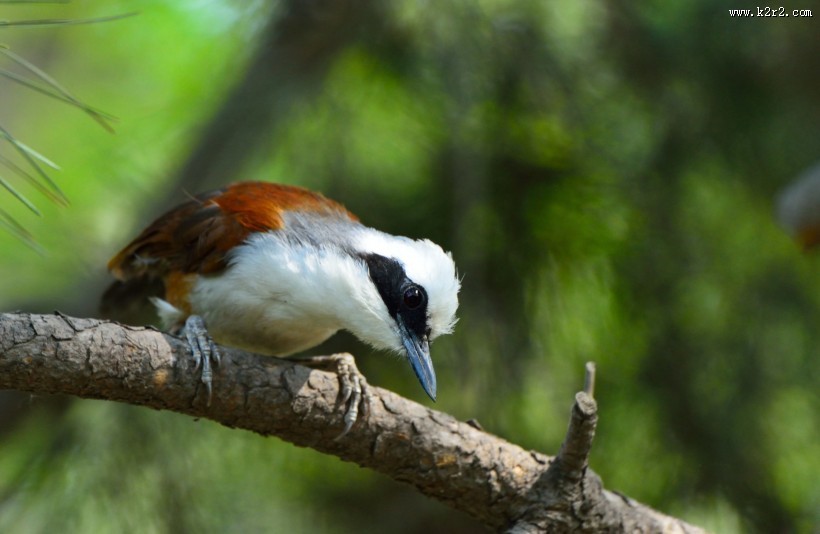 性格活跃的白冠噪鹛图片