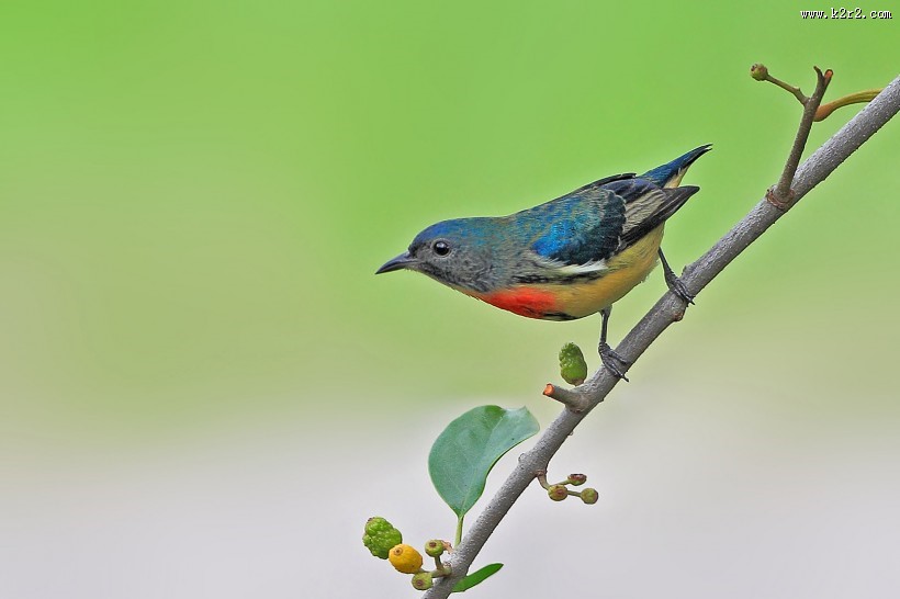 红胸啄花鸟图片大全