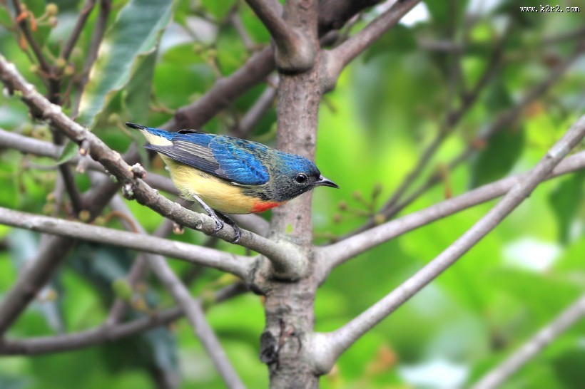 红胸啄花鸟图片大全