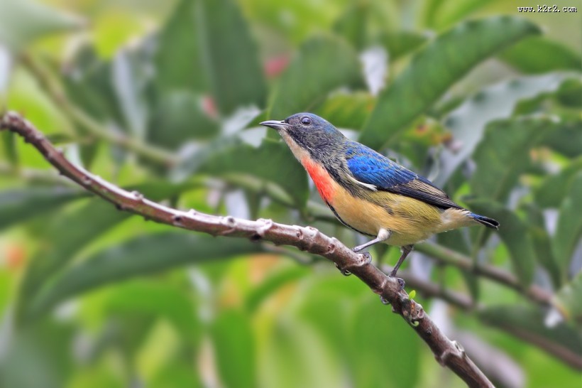 红胸啄花鸟图片大全