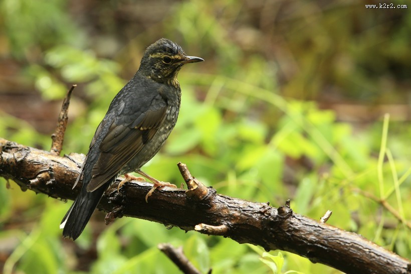 白眉歌鸫鸟类图片大全