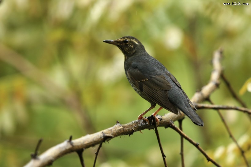白眉歌鸫鸟类图片大全