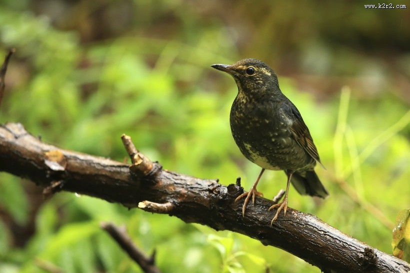 白眉歌鸫鸟类图片大全