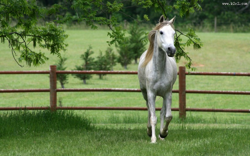 美丽的骏马图片