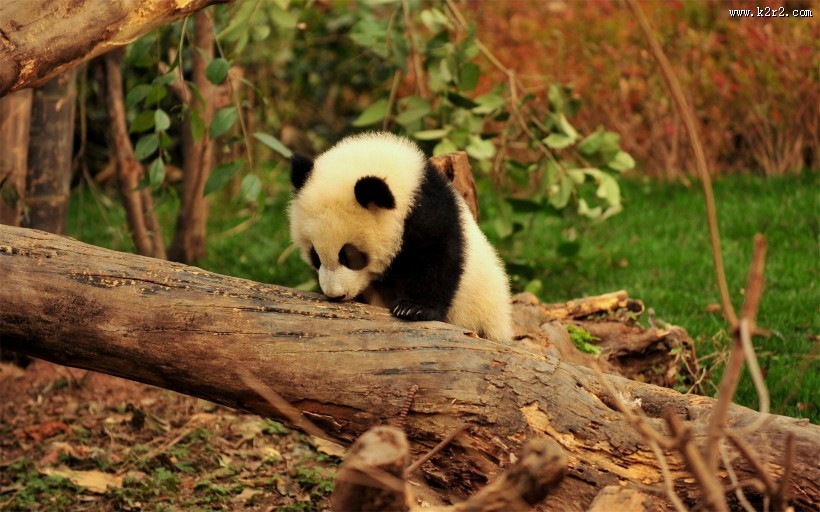 国宝大熊猫图片大全
