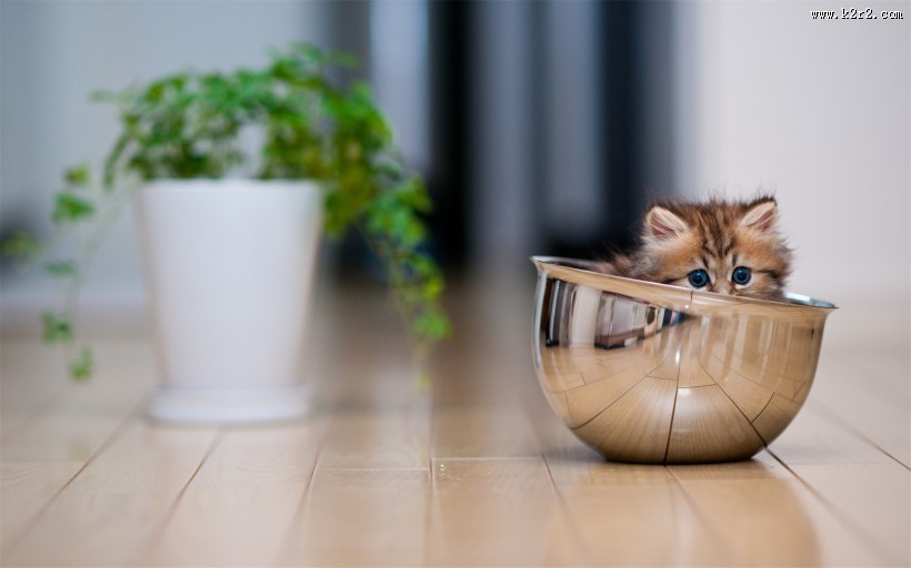 可爱宠物喵咪图片