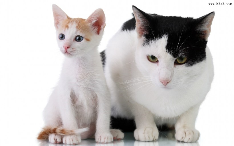 可爱宠物喵咪图片