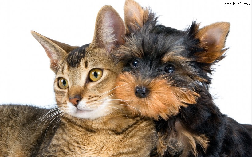 可爱宠物喵咪图片