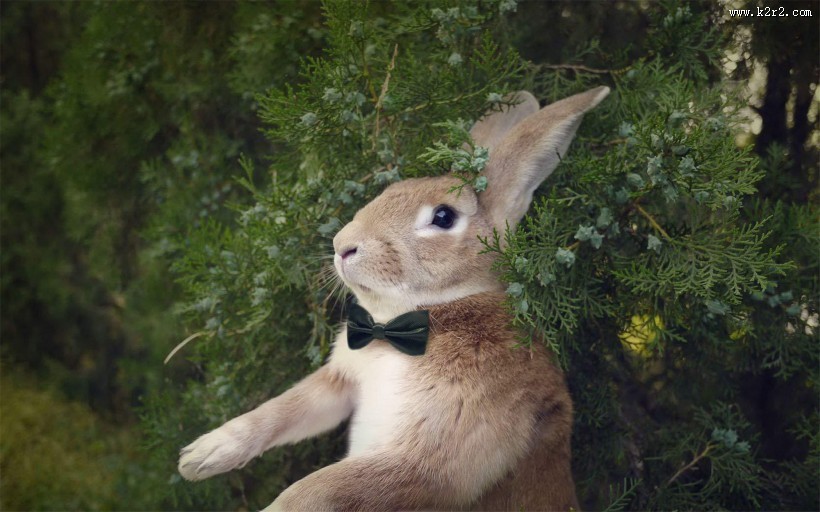 萌宠小兔子图片大全