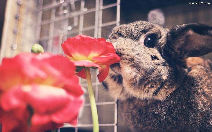 萌宠小兔子图片大全