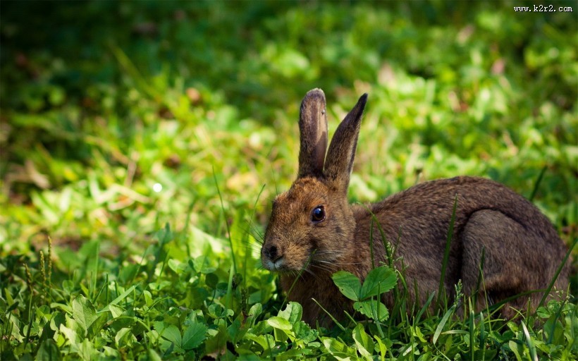 可爱的小兔子图片
