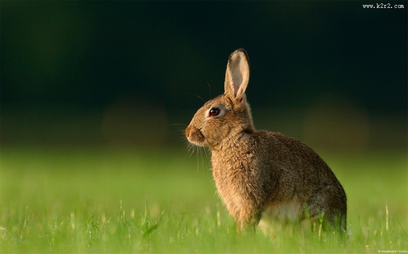 可爱的小兔子图片