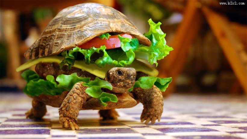 陆栖性动物乌龟图片