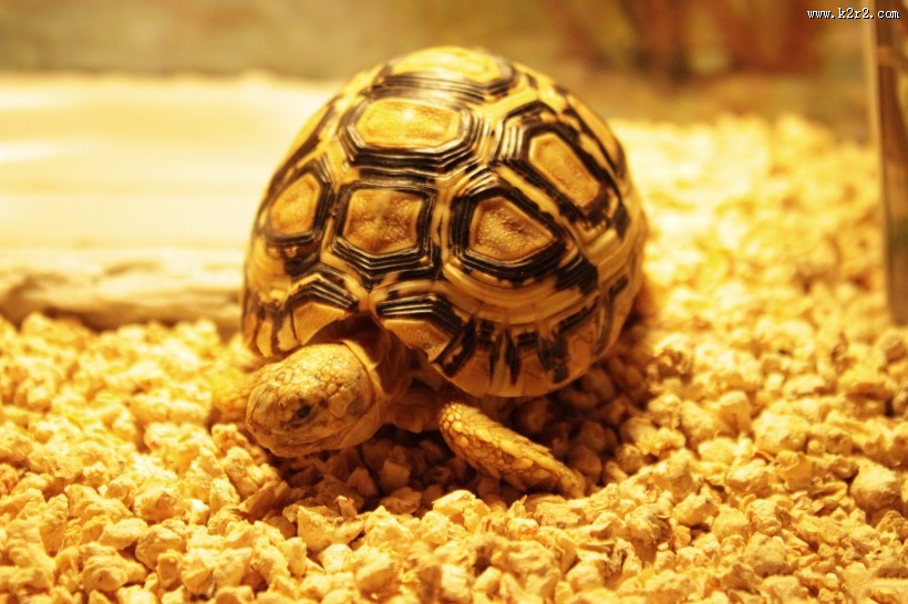 陆栖性动物乌龟图片