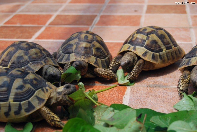 陆栖性动物乌龟图片