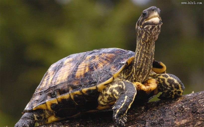 陆栖性动物乌龟图片