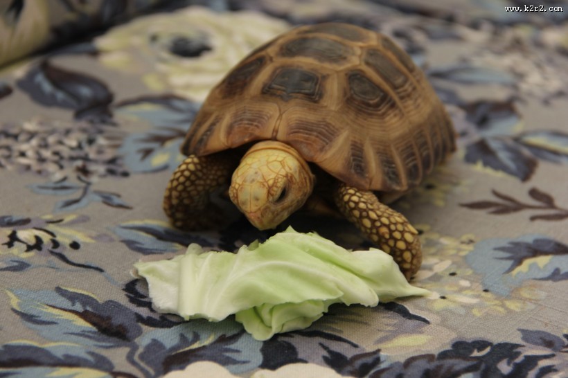 陆栖性动物乌龟图片