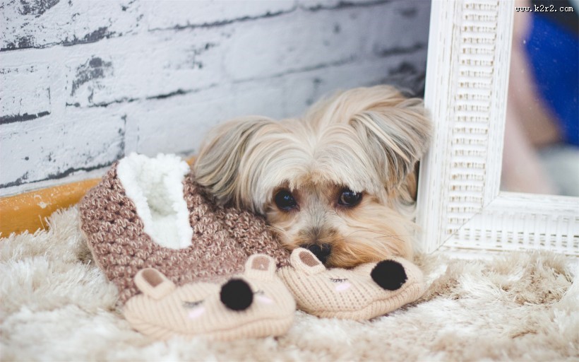 活泼的哈瓦那小犬图片