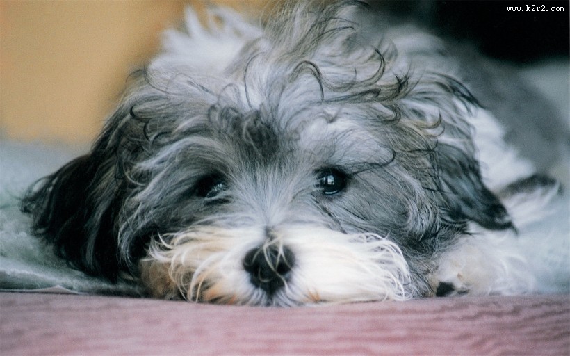 活泼的哈瓦那小犬图片