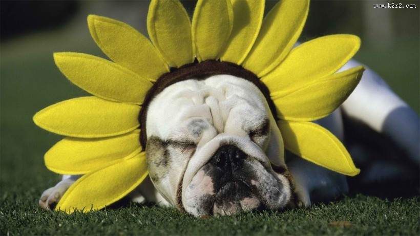 可爱斗牛犬宝宝图片